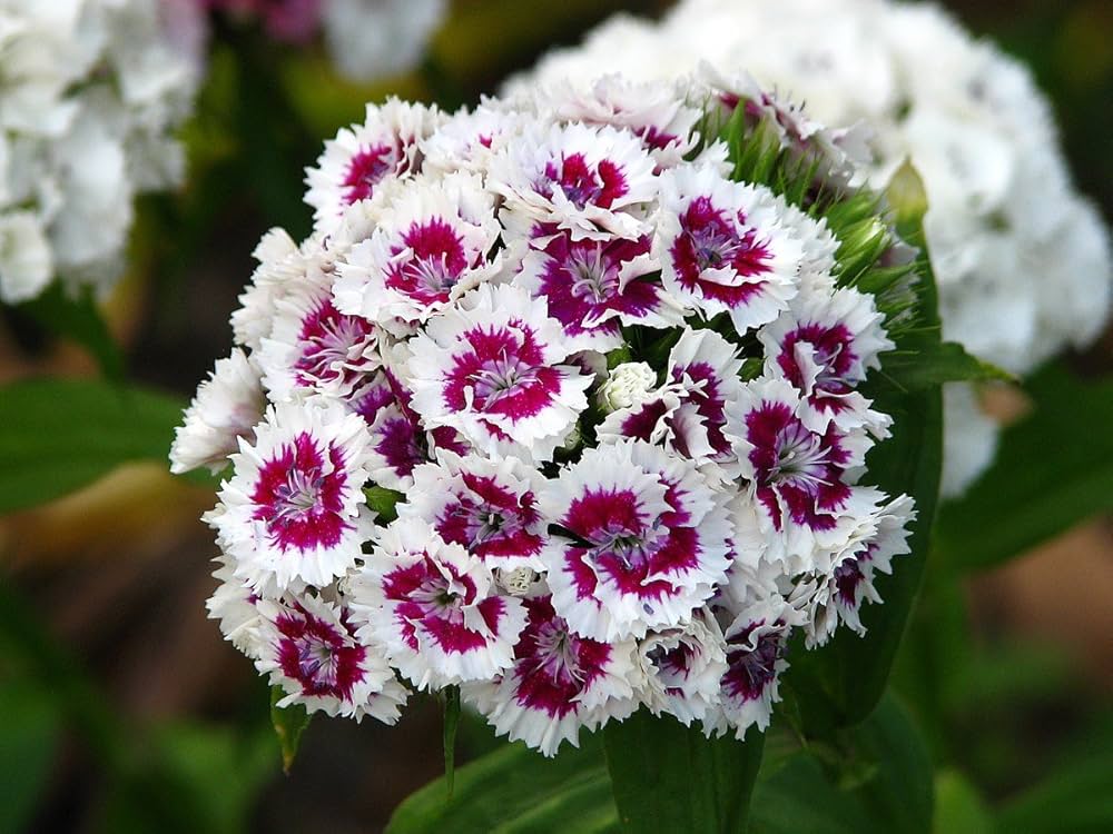 Burgundy White Dianthus Flower seeds for Planting Fragrant Blossoms Heirloom & GMO Free Seeds for Home Garden 
 
 Sale