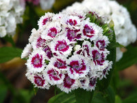 Burgundy White Dianthus Flower seeds for Planting Fragrant Blossoms Heirloom & GMO Free Seeds for Home Garden 
 
 Sale