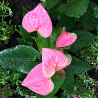 Light Pink Anthurium Flower Seeds for Planting Vibrant Colors Heirloom & GMO Free Seeds for Home Garden
 
 Sale