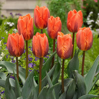 Brown Tulip Flower seeds for Planting Low Maintenance Heirloom & GMO Free Seeds for Home Garden