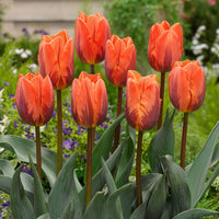 Orange (Orange Purple) seeds for planting in home garden