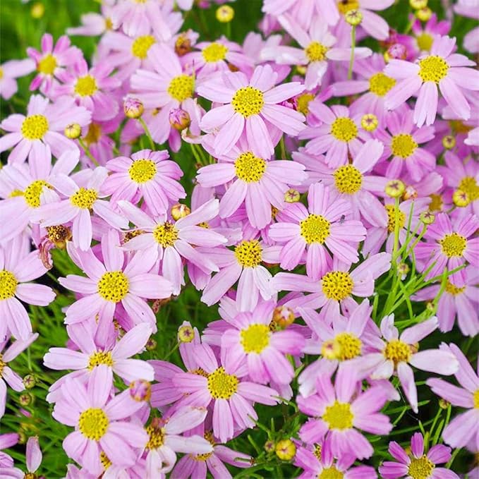 Calliopsis Garden Flower Seeds, Authentic Rare Plants, Organic Seeds