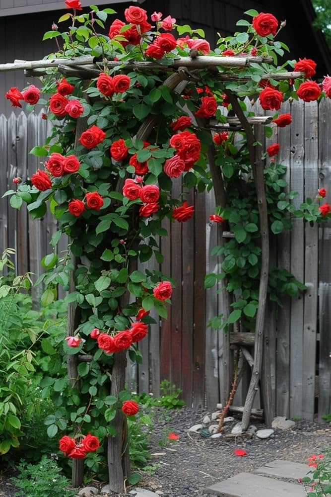 Climbing Polyantha Rose Rosa seeds for DIY home garden trellis