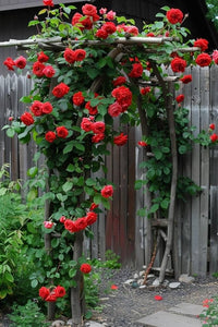Climbing Polyantha Rose Rosa seeds for DIY home garden trellis