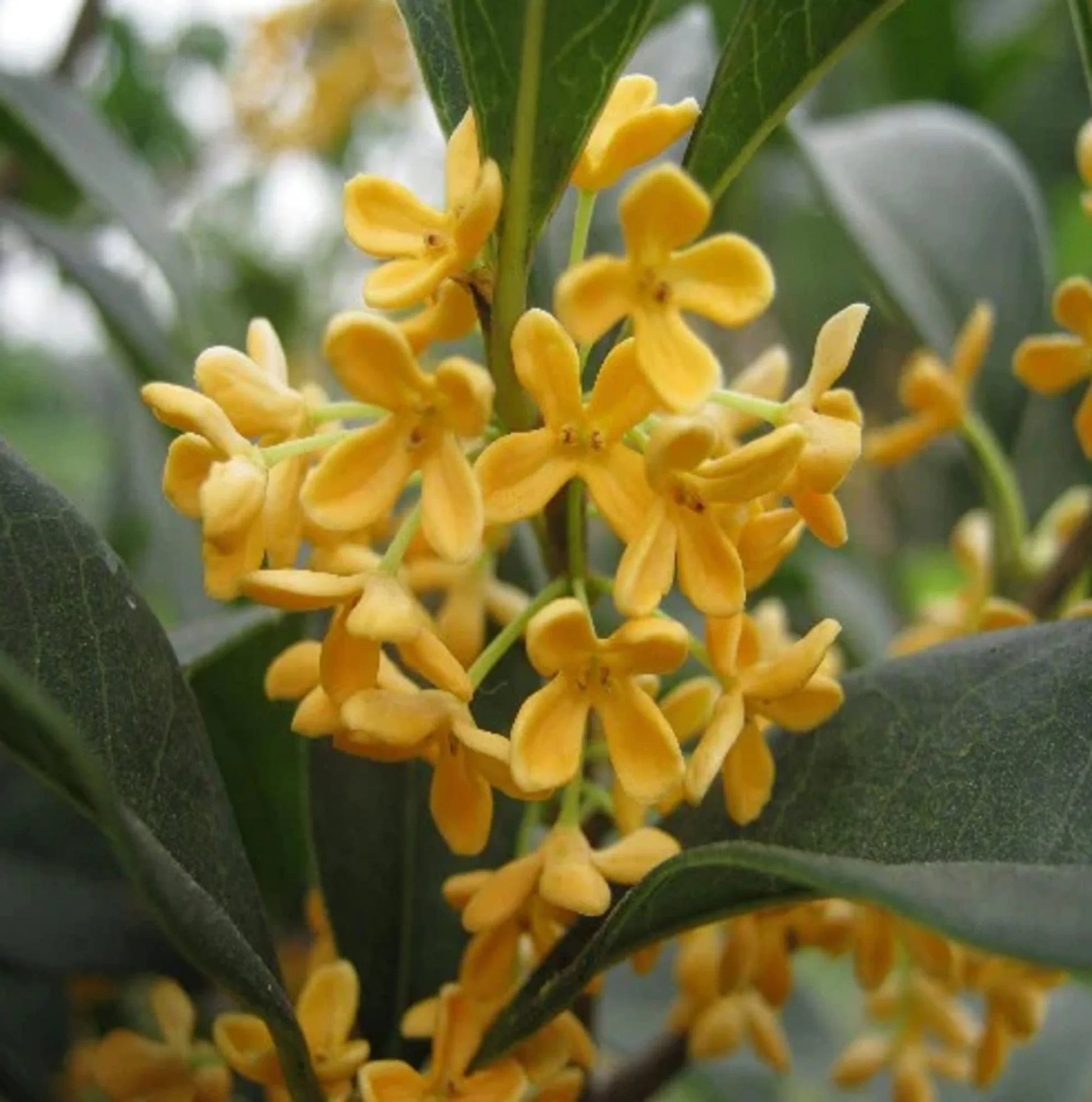 Yellow Osmanthus Flower seeds for Planting Garden Favorite Heirloom & GMO Free Seeds for Home Garden