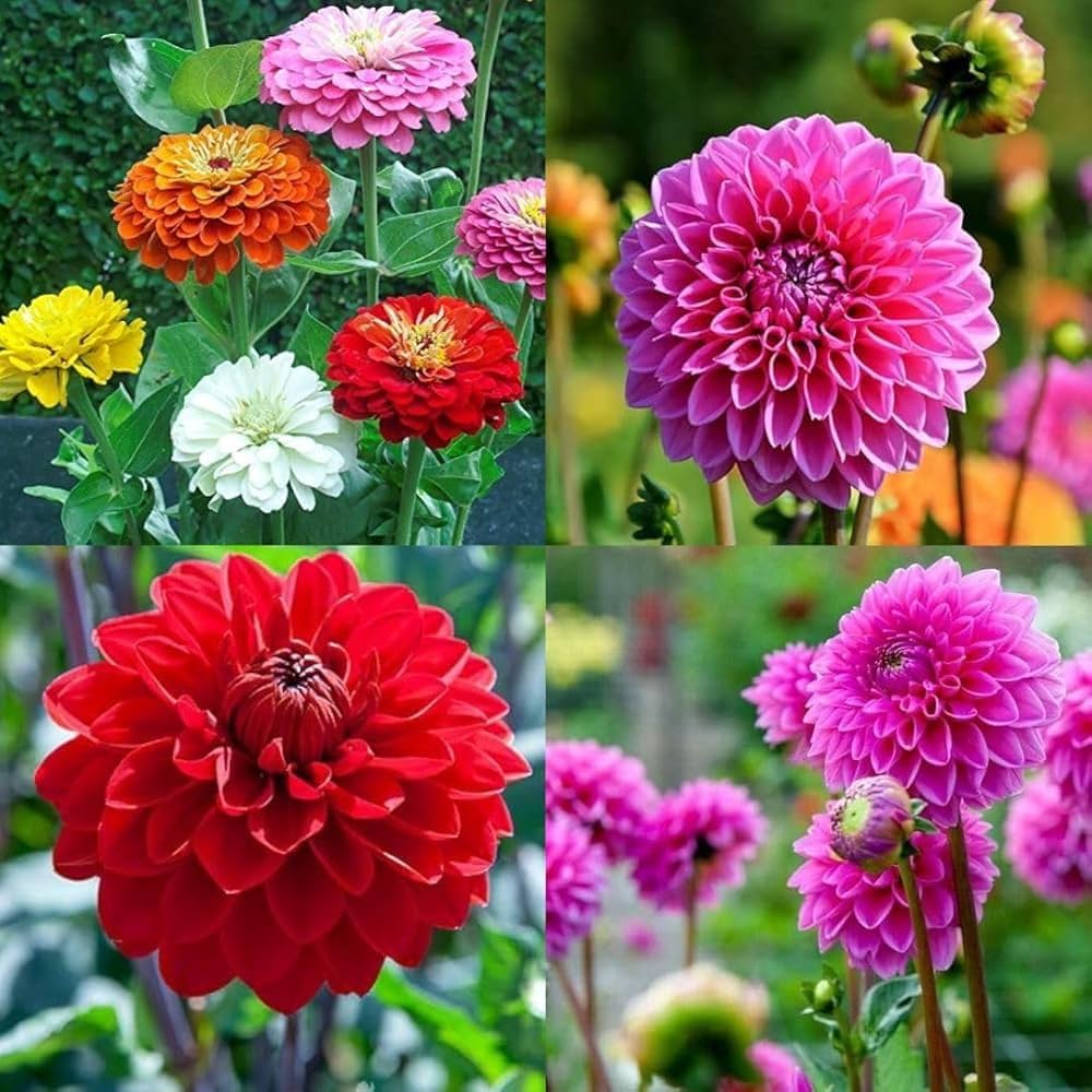 Dahlia Flower seeds for Planting Long Bloom Season Heirloom & GMO Free Seeds for Home Garden 
 
 Sale
