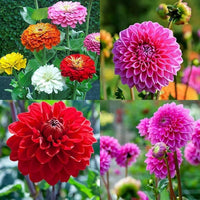 Dahlia Flower seeds for Planting Long Bloom Season Heirloom & GMO Free Seeds for Home Garden 
 
 Sale