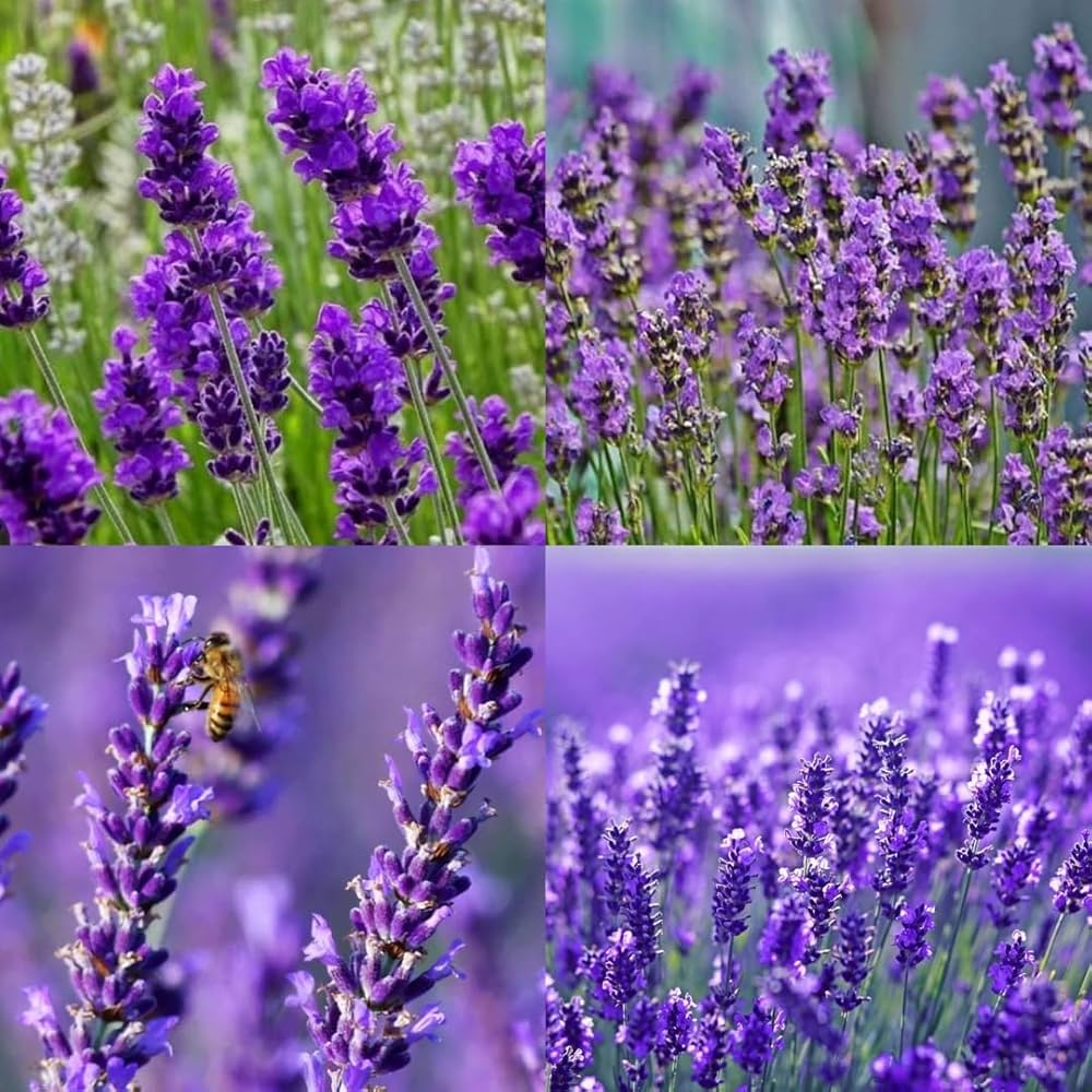 Lavender Beebal Flower seeds for Planting - Perfect for Borders, Heirloom & GMO Free Seeds for Home Garden