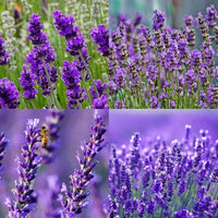 Lavender Beebal Flower seeds for Planting - Perfect for Borders, Heirloom & GMO Free Seeds for Home Garden