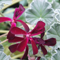 Pelargonium Sidoides Flower Planting Seeds  Ideal for Stunning Gardens
