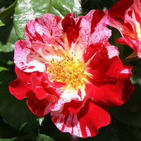 Red & White Climbing Rose Non-GMO Heirloom Garden Seeds Flower seeds for Planting - Wildflower Mix, Heirloom & GMO Free Seeds for Home Garden
