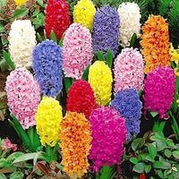 Hyacinthus Orientalis Flower seeds for Planting - Long Bloom Season, Heirloom & GMO Free Seeds for Home Garden
 
 Sale seeds for home garden