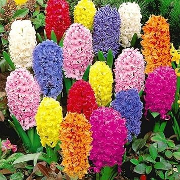 100 Pcs