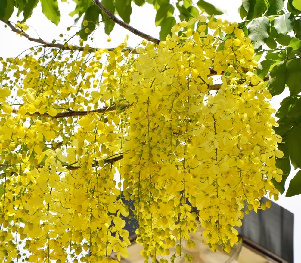 Light Yellow Crape Myrtle Tree Flower seeds for Planting - Long Bloom Season, Heirloom & GMO Free Seeds for Home Garden
 
 Sale