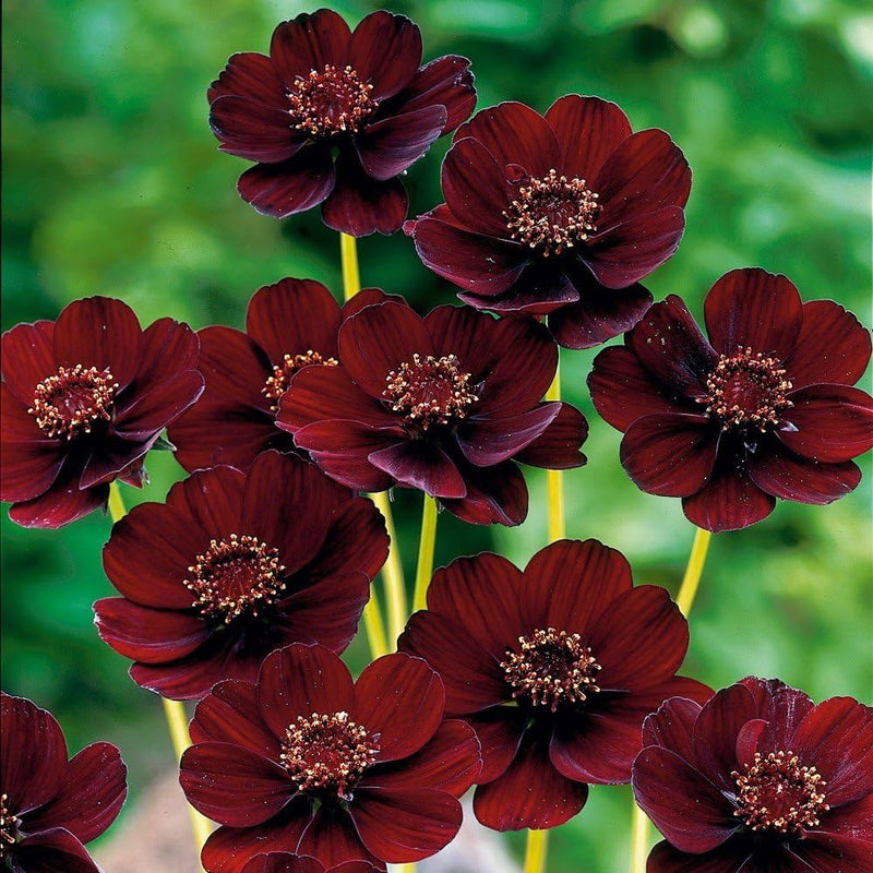 Chocolate Azalea Flower seeds for Planting Perfect for Borders Heirloom & GMO Free Seeds for Home Garden