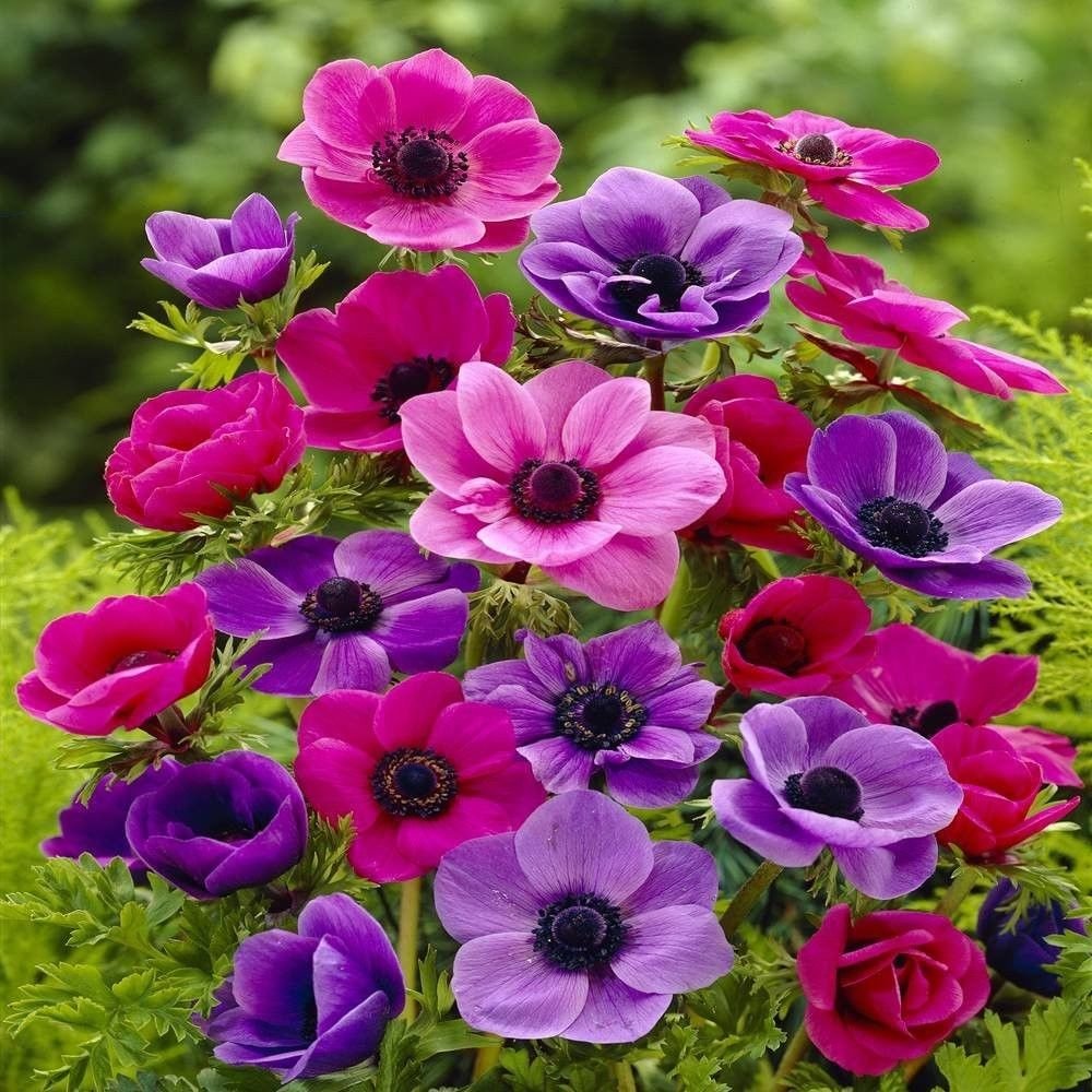 Mixed Colour Anemone Flower Seeds for Planting Compact Growth Heirloom & GMO Free Seeds for Home Garden
 
 Sale