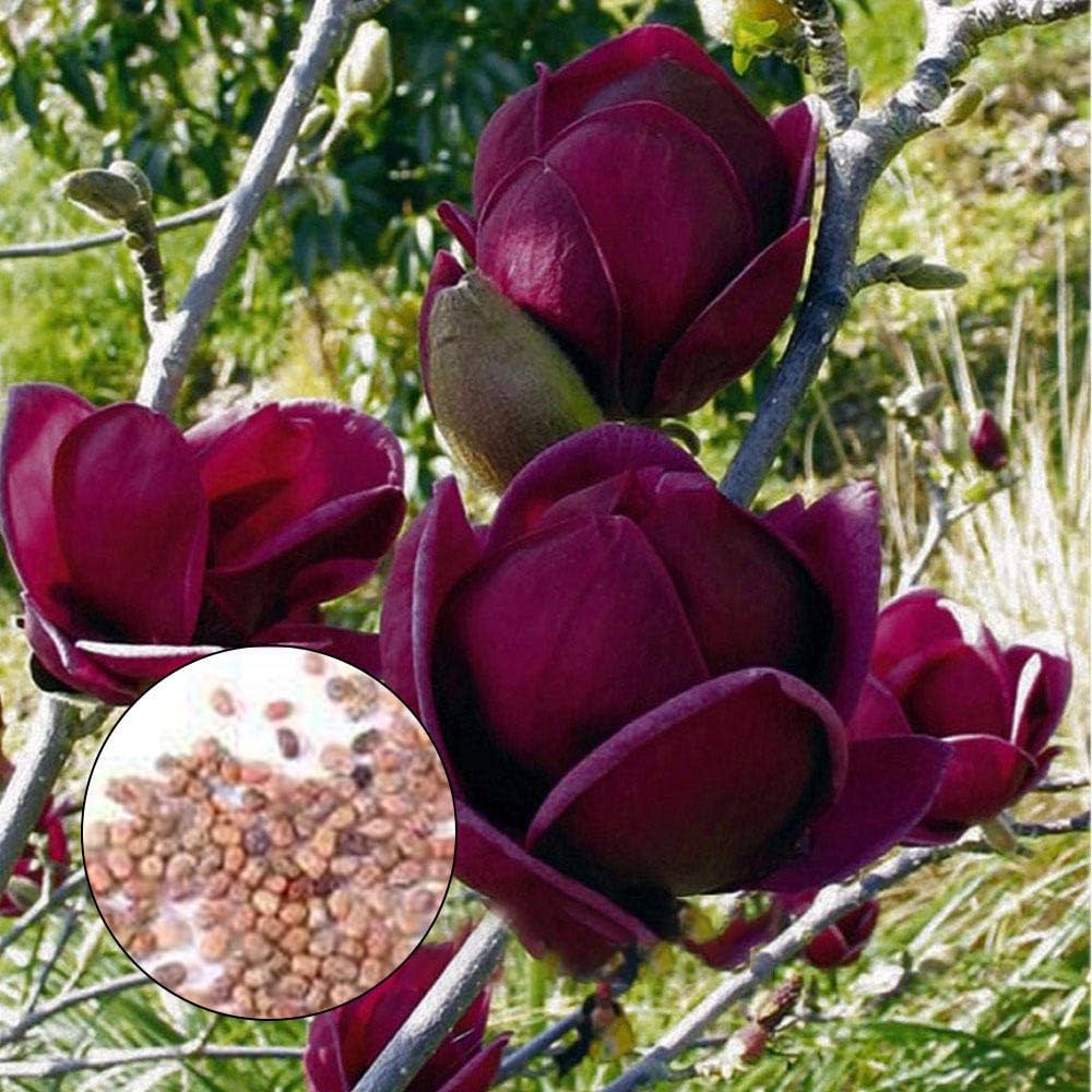 Yulan Magnolia Tulip Flower seeds for Planting - Pollinator Friendly, Heirloom & GMO Free Seeds for Home Garden