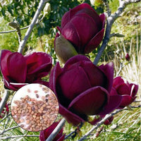 Yulan Magnolia Tulip Flower seeds for Planting - Pollinator Friendly, Heirloom & GMO Free Seeds for Home Garden