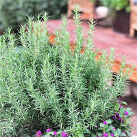 Rosemary Flower Flower seeds for Planting - Low Maintenance, Heirloom & GMO Free Seeds for Home Garden