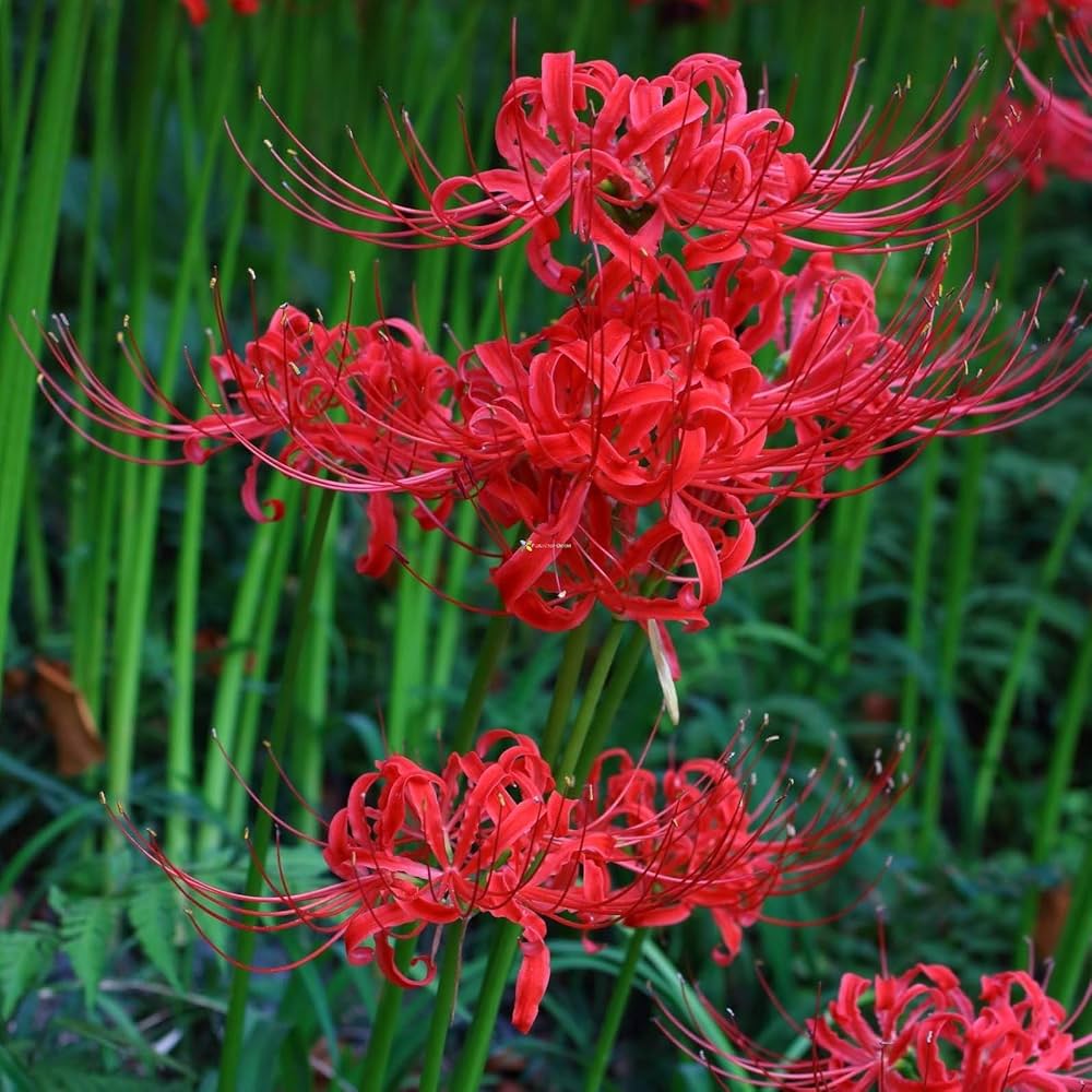 Lycoris Flower seeds for Planting - Hardy Variety, Heirloom & GMO Free Seeds for Home Garden