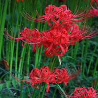 Lycoris Flower seeds for Planting - Hardy Variety, Heirloom & GMO Free Seeds for Home Garden