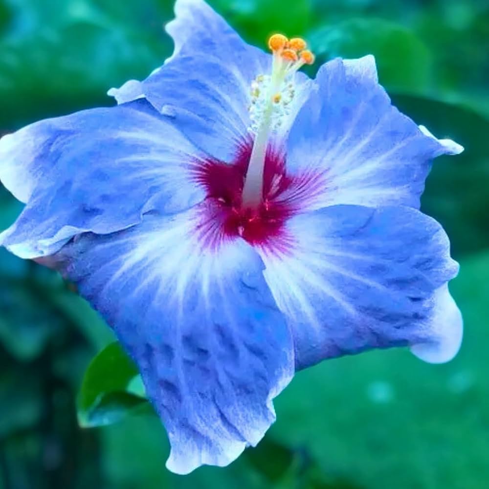 Hibiscus Dark Blue Flower seeds for Planting - Garden Favorite, Heirloom & GMO Free Seeds for Home Garden