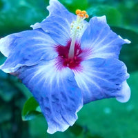 Hibiscus Dark Blue Flower seeds for Planting - Garden Favorite, Heirloom & GMO Free Seeds for Home Garden