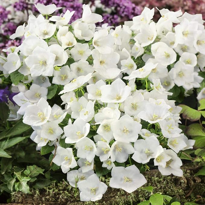 Campanula Campanula spp Flower Seeds for Planting in Flower Bed