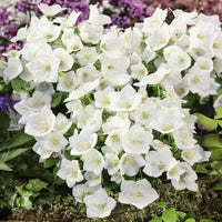 Campanula Campanula spp Flower Seeds for Planting in Flower Bed