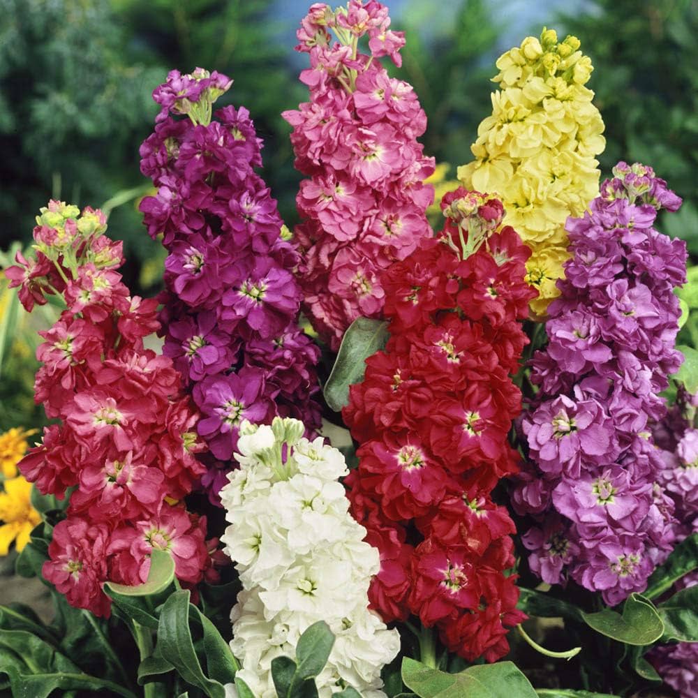 Matthiola Incana Multi-Colour Flower seeds for Planting - Vibrant Colors, Heirloom & GMO Free Seeds for Home Garden