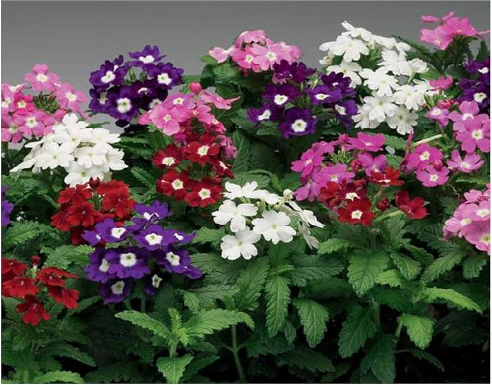 Heirloom Trailing Verbena Flower seeds for Planting Seasonal Bloomer Heirloom & GMO Free Seeds for Home Garden