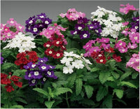 Heirloom Trailing Verbena Flower seeds for Planting Seasonal Bloomer Heirloom & GMO Free Seeds for Home Garden