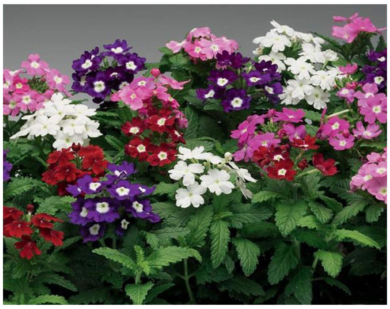 Verbena Dwarf Mix Flower Seeds for Planting  Vibrant Annual Blooms