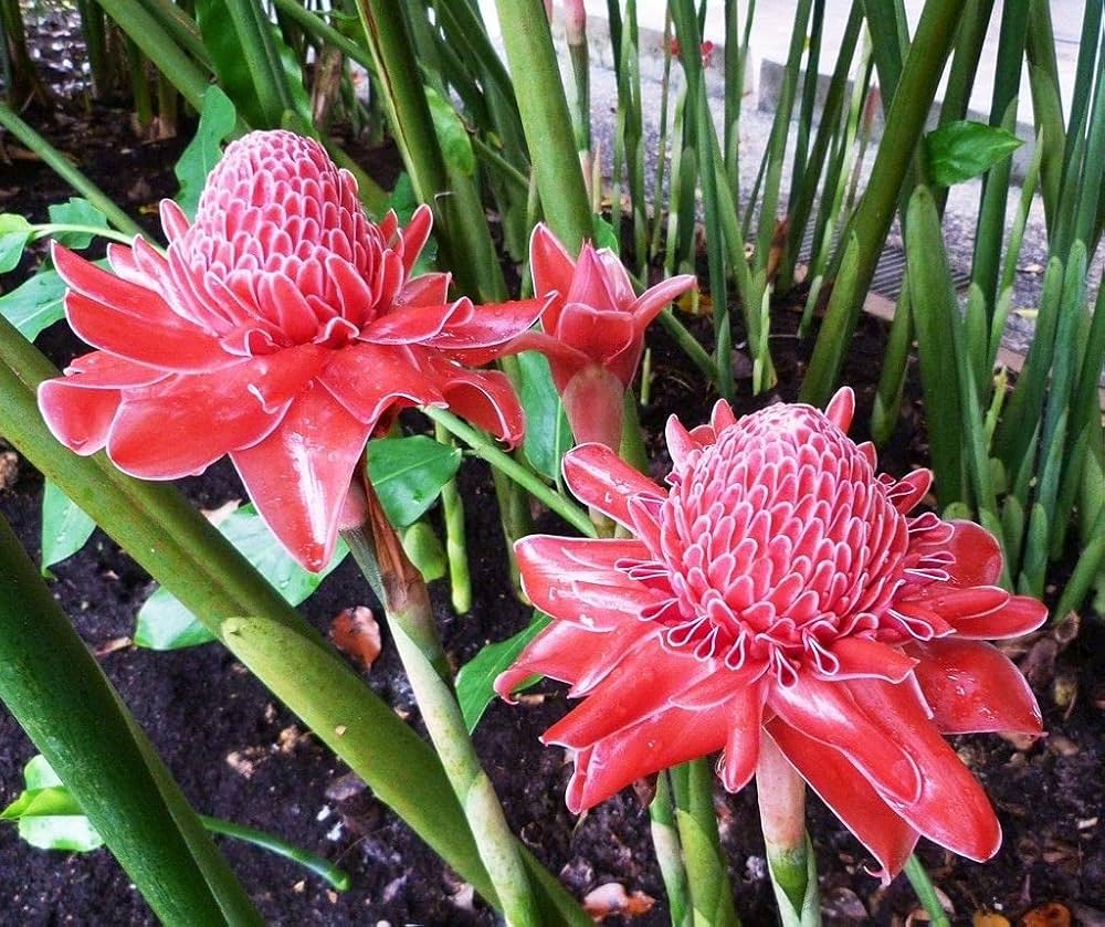 Iridescent Red Torch Ginger Flower Seeds for Easy Planting
