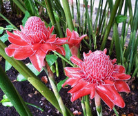 Iridescent Red Torch Ginger Flower Seeds for Easy Planting