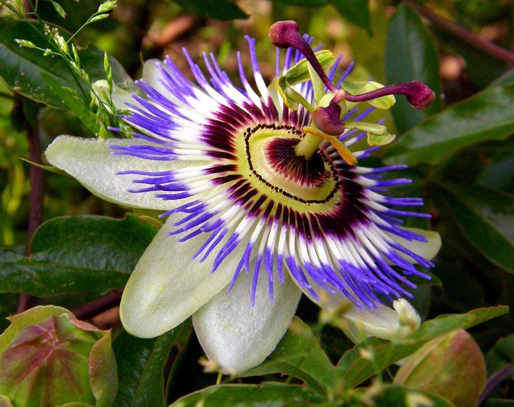 Yellow Violet Passion Flower seeds for Planting Compact Growth Heirloom & GMO Free Seeds for Home Garden