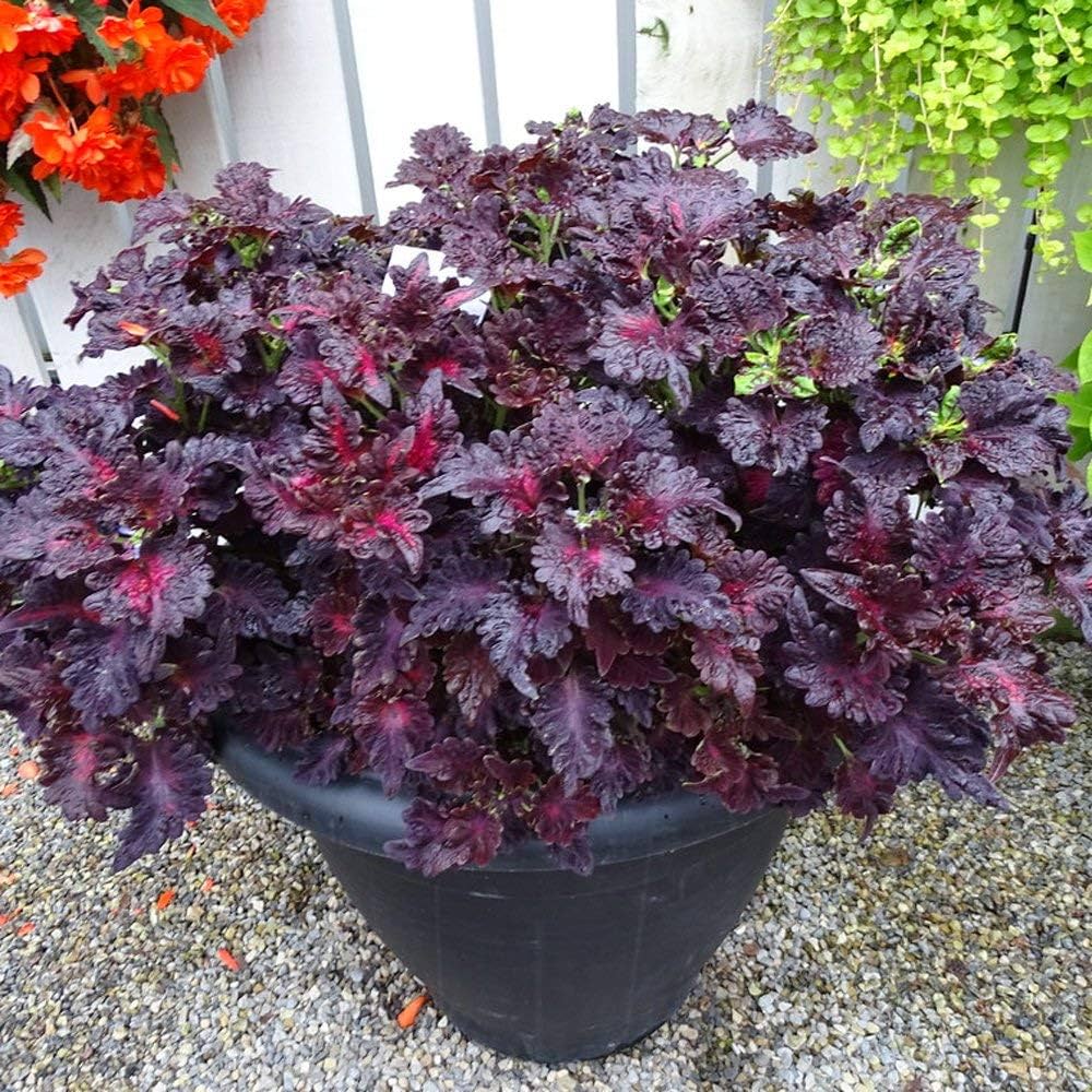 Pink Black Coleus Flower seeds for Planting Perfect for Borders Heirloom & GMO Free Seeds for Home Garden