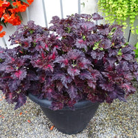 Pink Black Coleus Flower seeds for Planting Perfect for Borders Heirloom & GMO Free Seeds for Home Garden