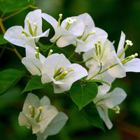 White Bougainvillea Flower seeds for Planting - Fragrant Blossoms, Heirloom & GMO Free Seeds for Home Garden