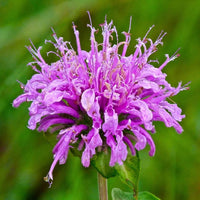 Monarda Fistulosa Flower seeds for Planting Easy to Grow Heirloom & GMO Free Seeds for Home Garden 
 
 Sale