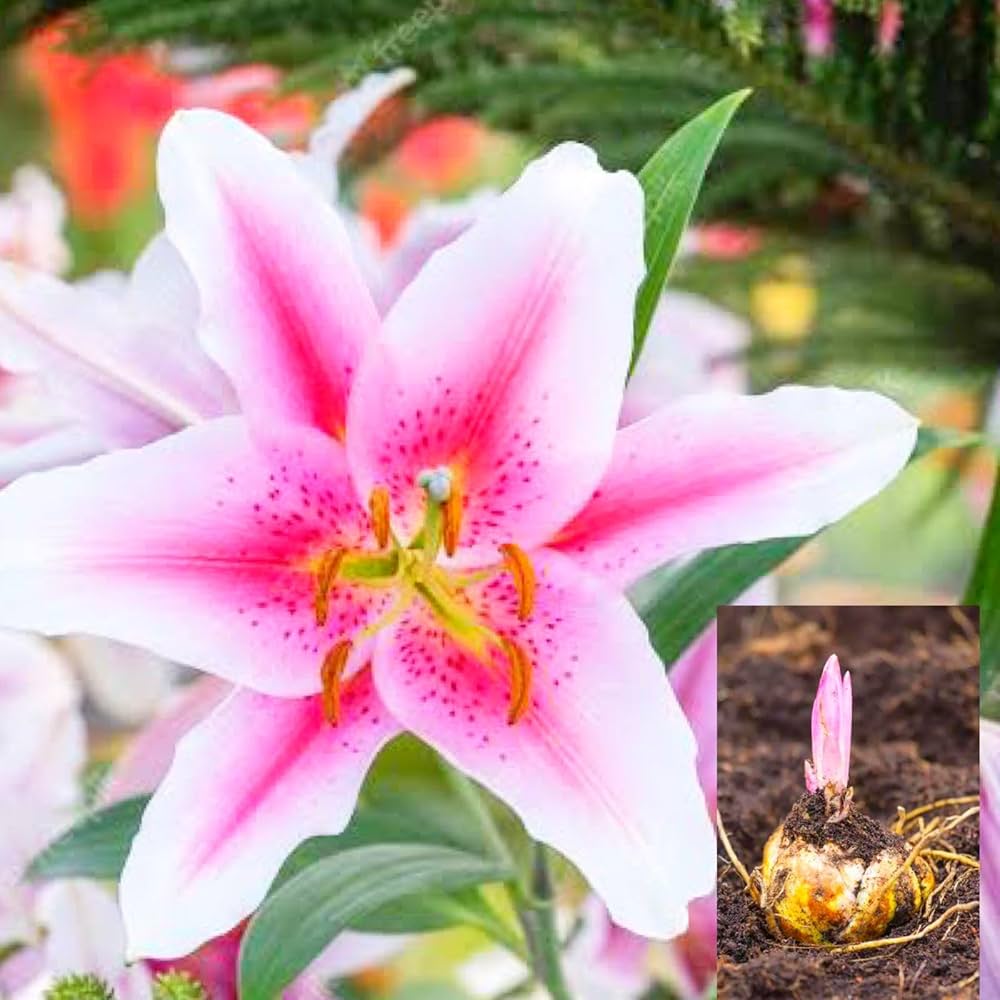 Light Pink Lilium Flower Seeds for Planting Sun Loving Heirloom & GMO Free Seeds for Home Garden
 
 Sale