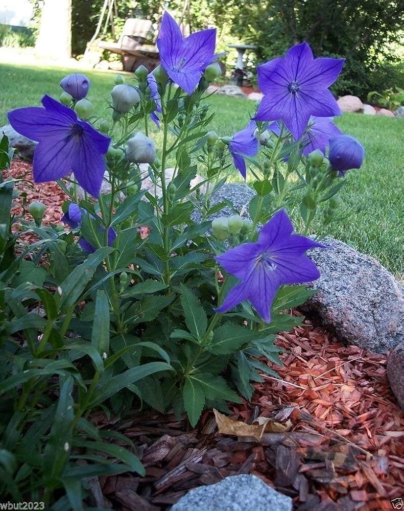 Platycodon Balloon Flower Seeds for Puffy, Perennial Garden Blooms