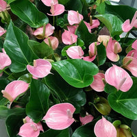 "Pink Andraeanu Flower seeds for Planting - Compact Growth, Heirloom & GMO Free Seeds for Home Garden