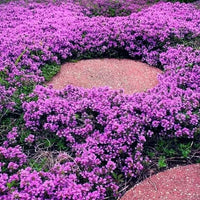 Creeping Thyme Planting Seeds  Perfect Ground Cover Flowers