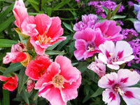 Mixed Godetia Grandiflora Monarch Flower seeds for Planting - Sun Loving, Heirloom & GMO Free Seeds for Home Garden