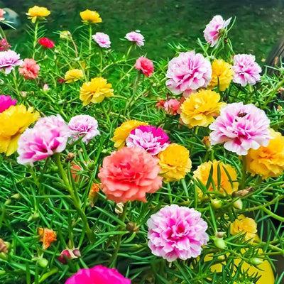 100 Pcs