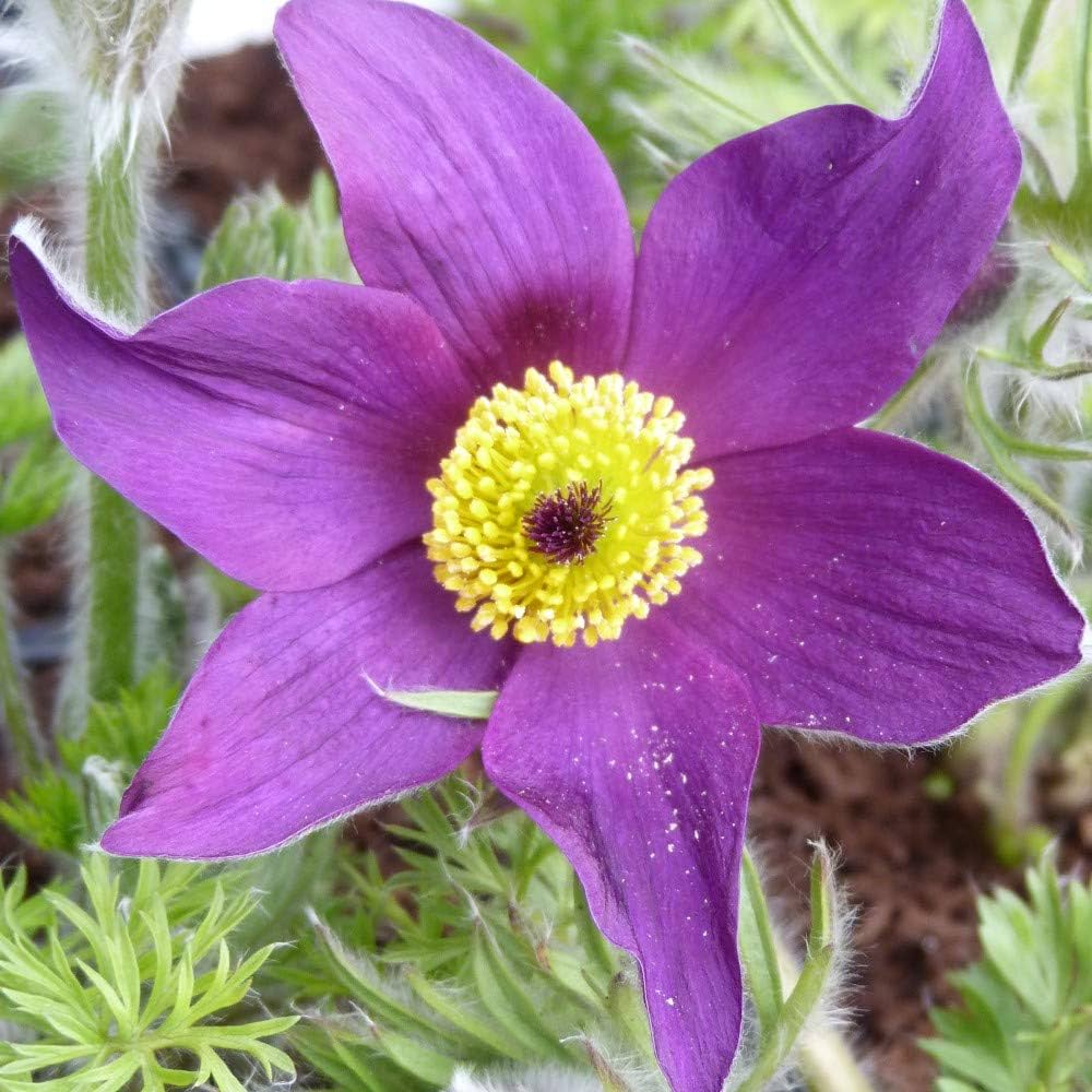 Violet Anemone Pulsatilla Flower Seeds for Planting Fragrant Blossoms Heirloom & GMO Free Seeds for Home Garden
 
 Sale