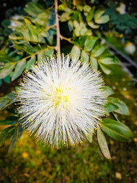 Mimosa Flower seeds for Planting - Low Maintenance, Heirloom & GMO Free Seeds for Home Garden
 
 Sale for planting in home garden.