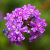 Violet Moss Verbena Flower seeds for Planting Shade Tolerant Heirloom & GMO Free Seeds for Home Garden
 
 Sale