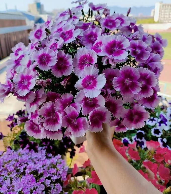 Multi Color Carnation Seeds, Perennial Flowers, Potted Garden Plants